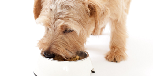 ドッグフードを食べる犬