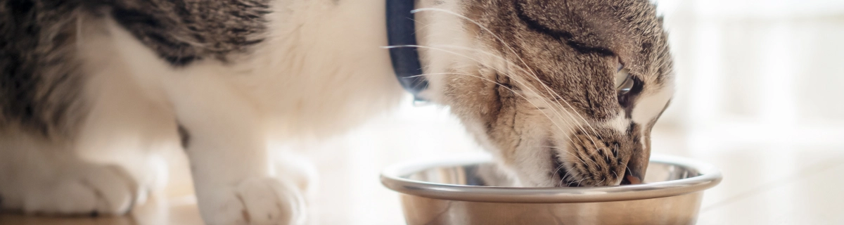 Finepet's Cat Foodのよくあるご質問